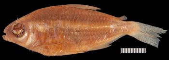 Media type: image;   Ichthyology 19822 Aspect: lateral,description